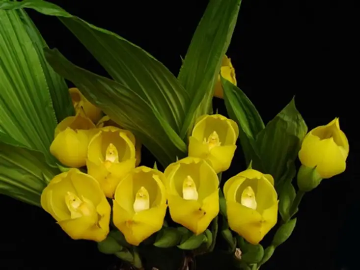 Lycaste angular