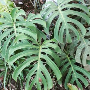 Cómo cuidar la costilla de Adán (Monstruo delicioso)