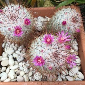 Características y cultivo del cactus Mammillaria bombycina