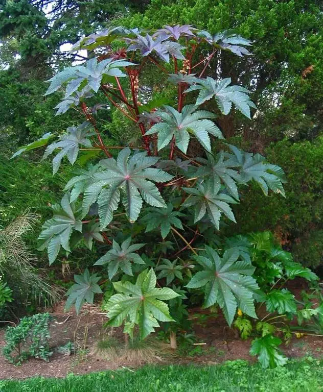 Ricino (Ricinus communis)