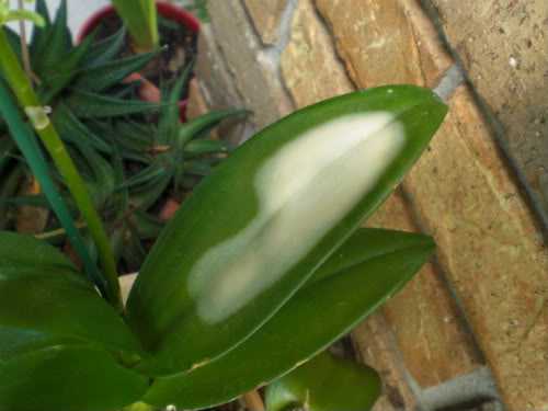 Manchas blancas en las hojas de las orquídeas