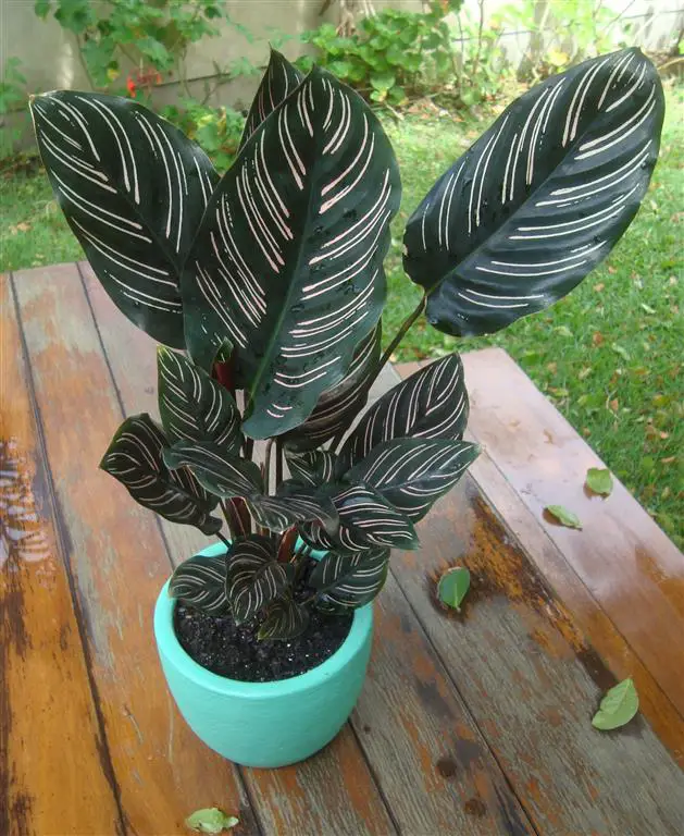 tachado maranta