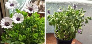 Algunas formas de revivir una planta moribunda