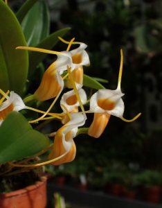 Aprende a cultivar la orquídea Masdevallia