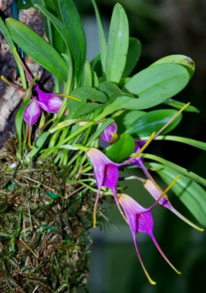 Masdevallia glandular