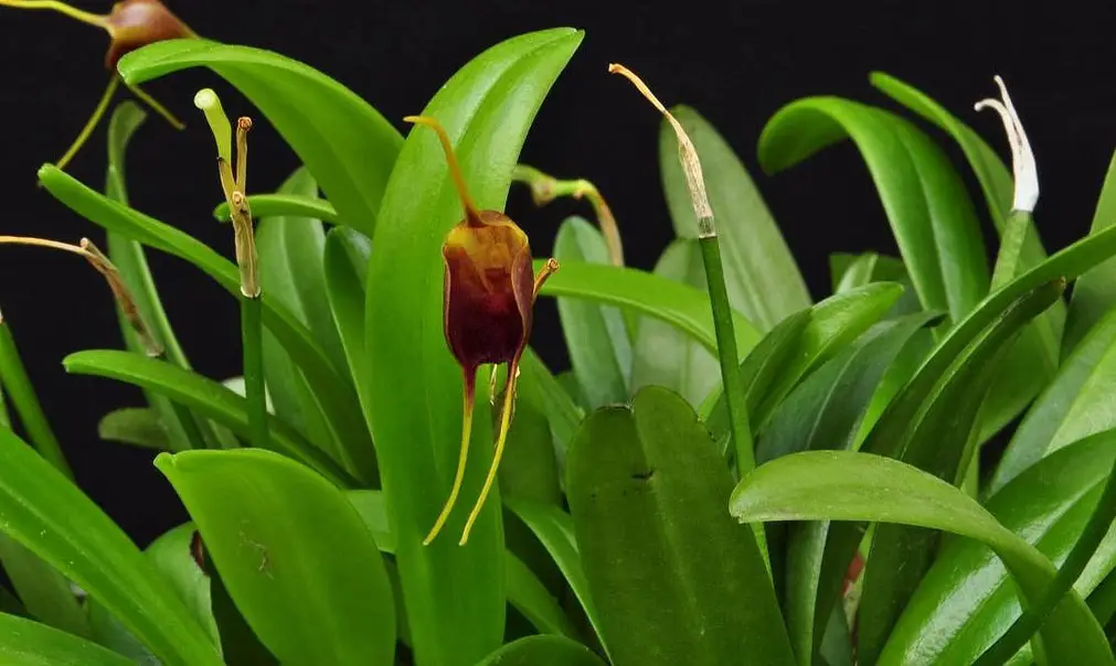 Masdevallia infractora
