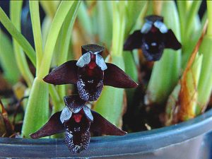 Acerca de las orquídeas