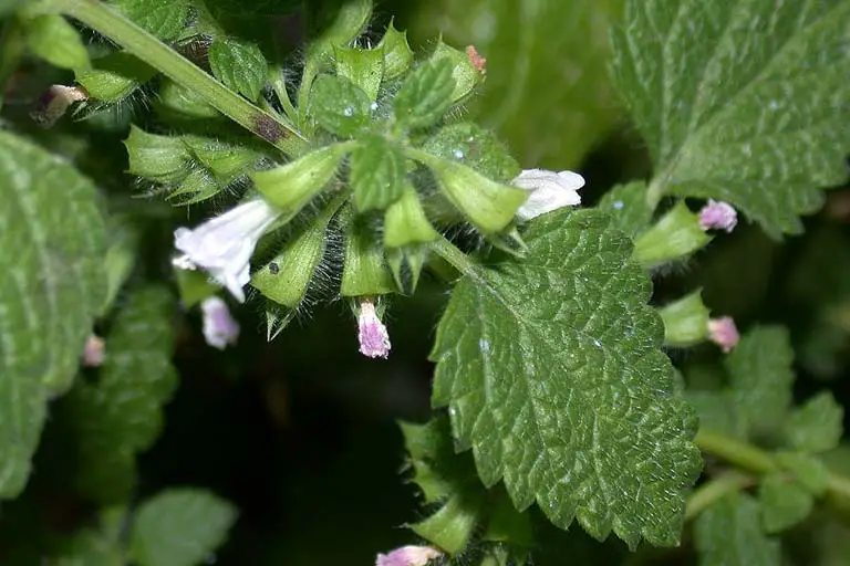 Melissa officinalis L.