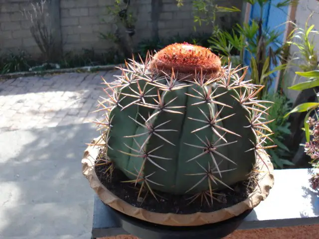 macrodiscus melocactus