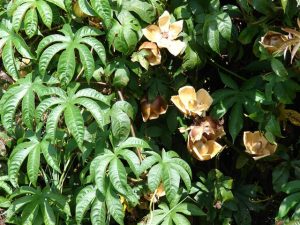 Características y cultivo Flor de madera (Merremia tuberosa)