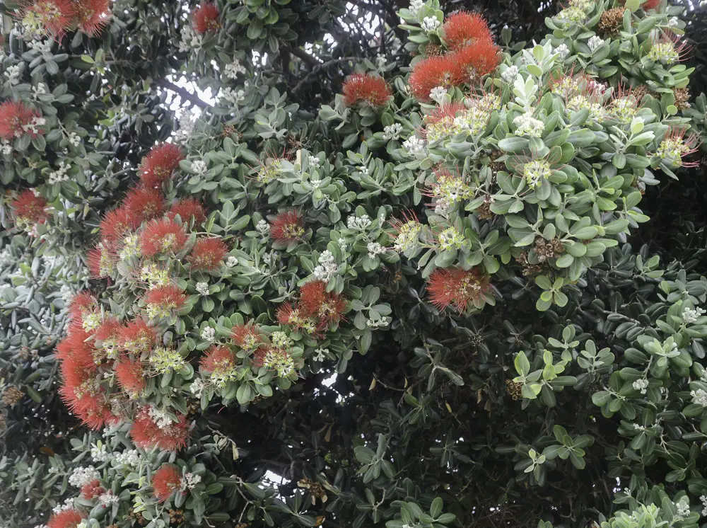 Metrosideros-excelsa