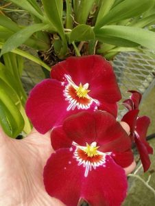 Plagas y enfermedades en las orquídeas