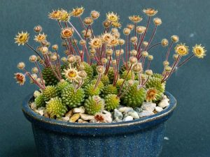 Características de la planta suculenta Monanthes polyphylla Haw