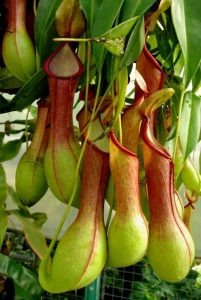 Características y cultivo de la Planta Jarra (Nepenthes sp)