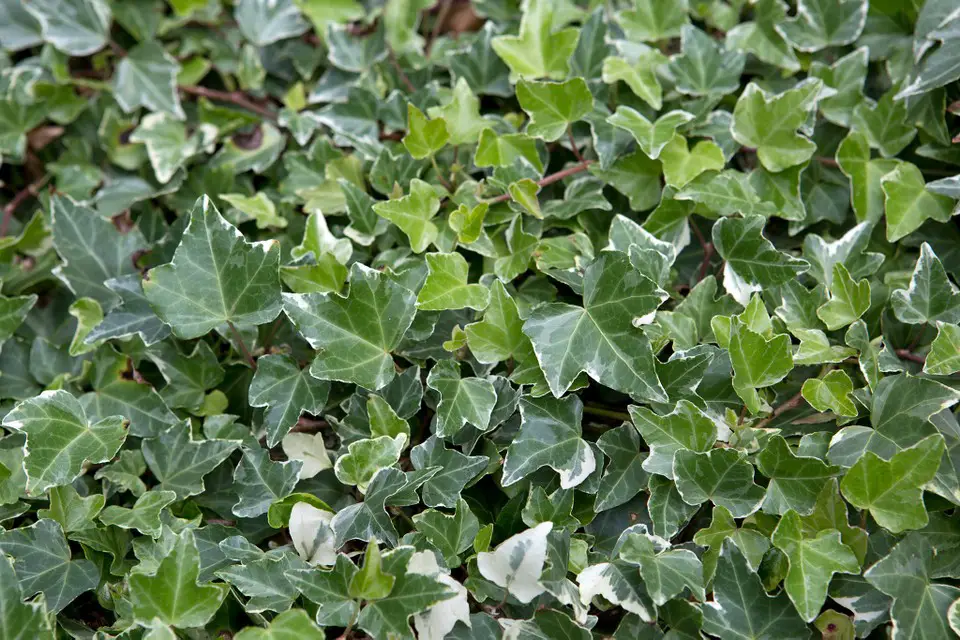 Hedera helix "Glaciar"