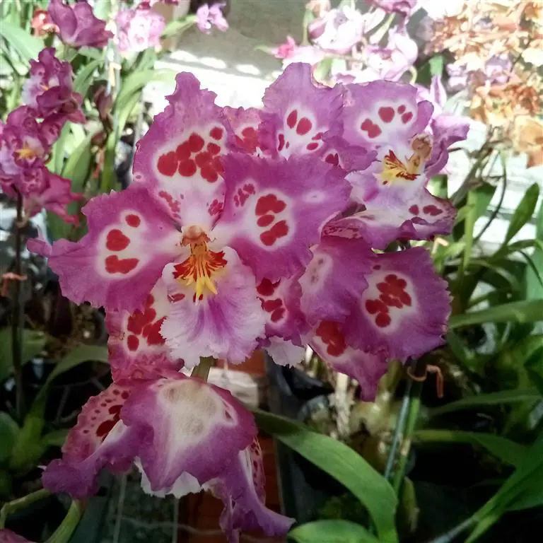 odontoglossum 