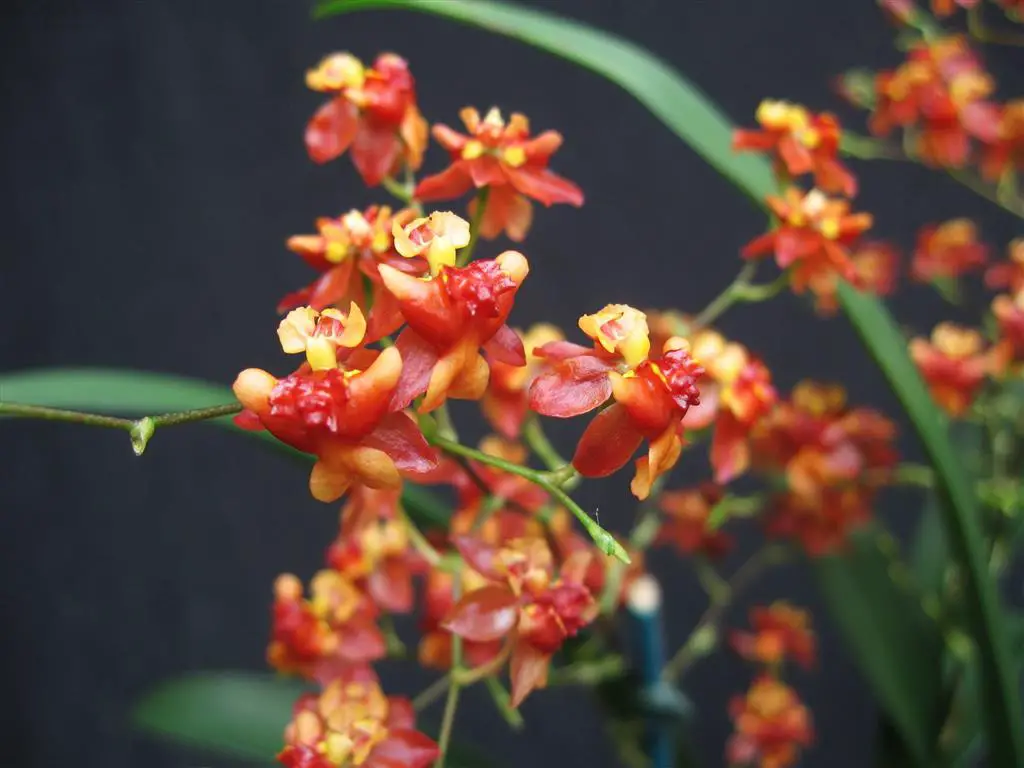 Oncidium Twinkle 'Brons Fantasy' Oncidium Twinkle 'Brons Fantasy'
