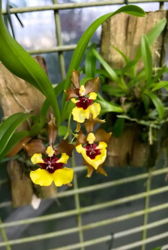 Eurycline de Oncidium