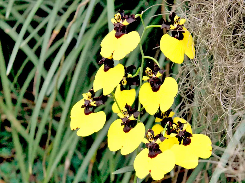 Oncidium varicosum Oncidium varicosum