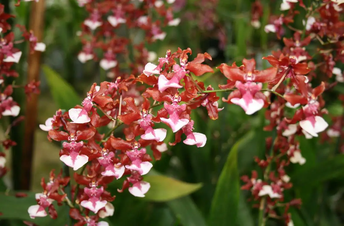 Fragancia dulce para bebé Oncidium Sharry Fragancia dulce para bebé Oncidium Sharry