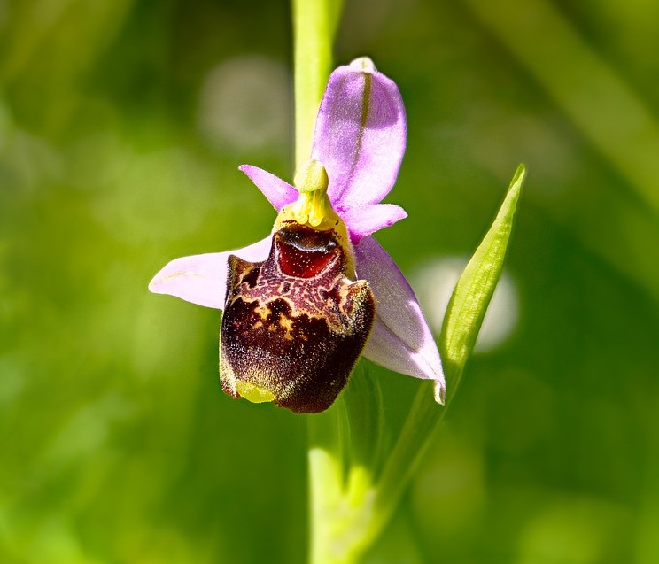Ophrys-Insectifera-3