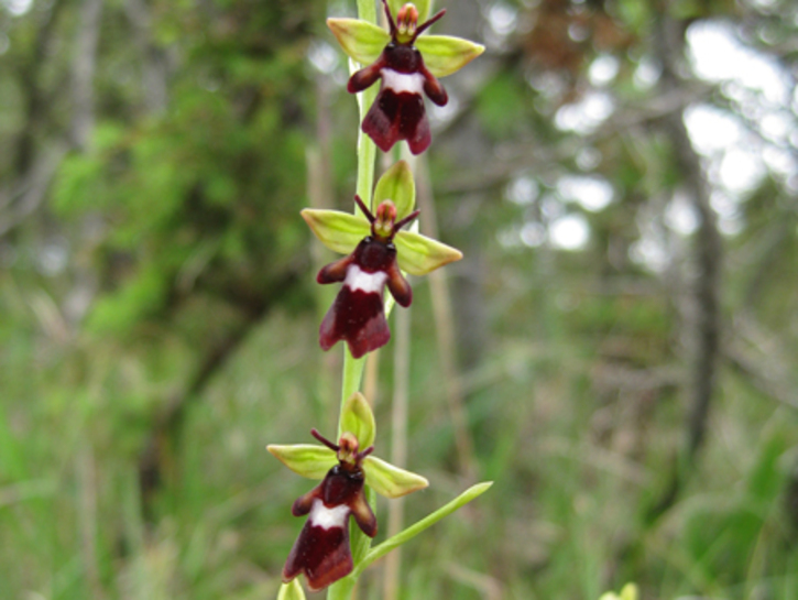 Ophrys-Insectifera-4