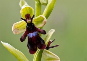 Características de la orquídea Ophrys insectifera