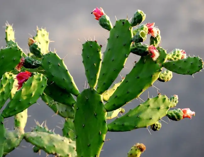 Cochenillifera Opuntia