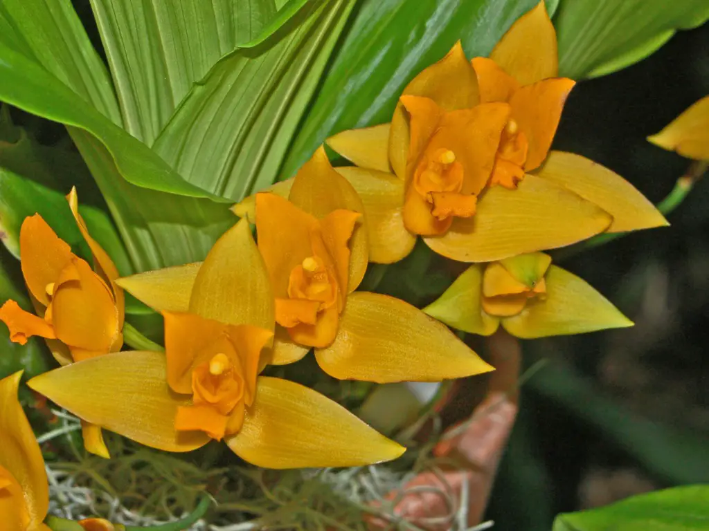 Orchidaceae _-_ Lycaste_aromatica