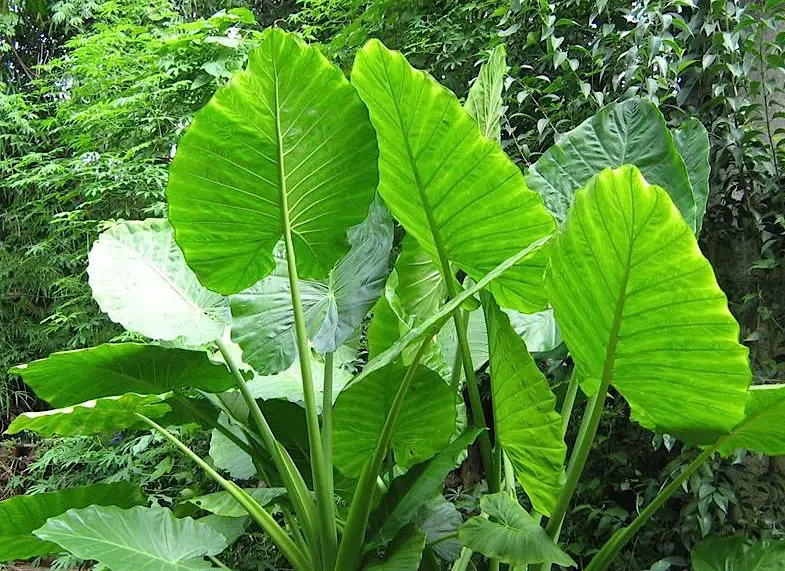 Oreja de elefante - Alocasia macrorrhiza