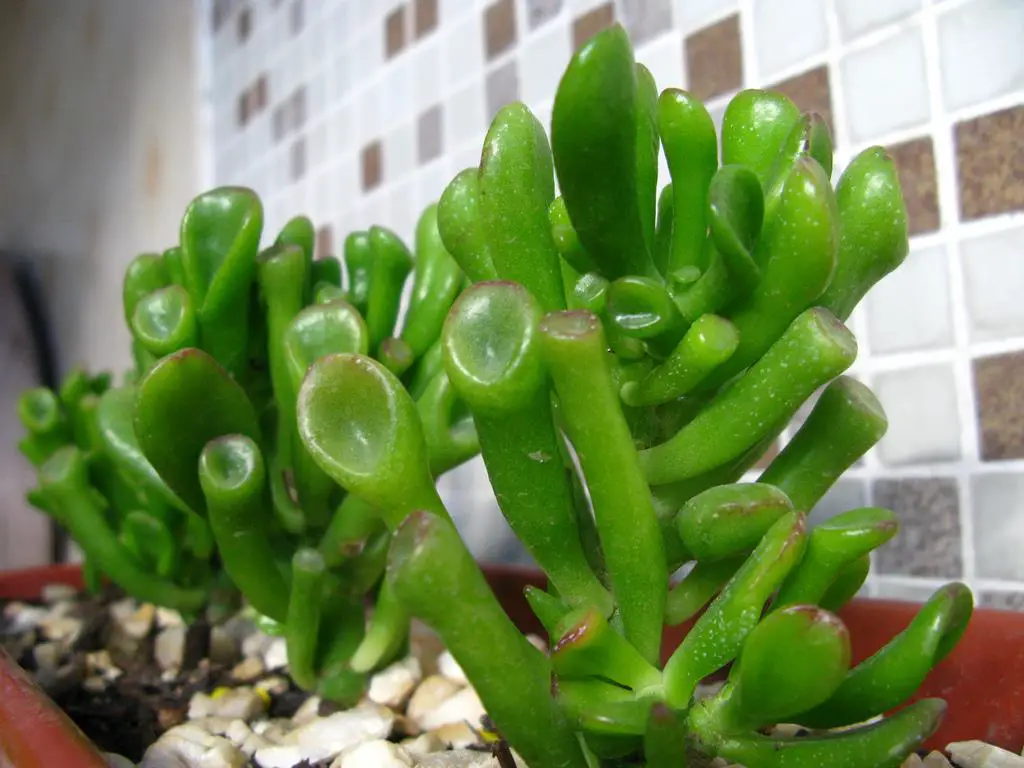 Oreja de Shrek- Crassula gollum 