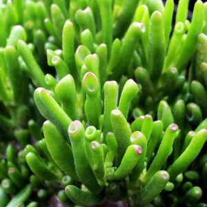 Características y cultivo de la suculenta de oreja de Sherek (Crassula ovata gollum)