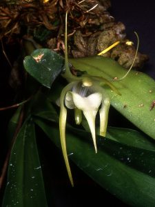 Características y cultivo de la orquídea Aeranthes arachnites