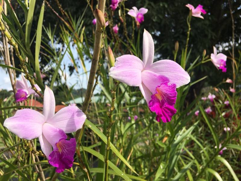 Orquídea-Bambú-3-1