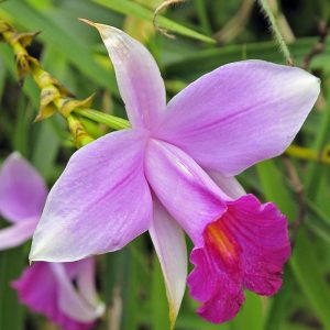 aprende a plantar la orquídea de bambú en el suelo