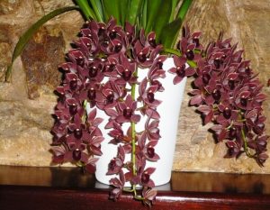 Caraterísticas e cultivo da Orquídea Cimbídio pendente