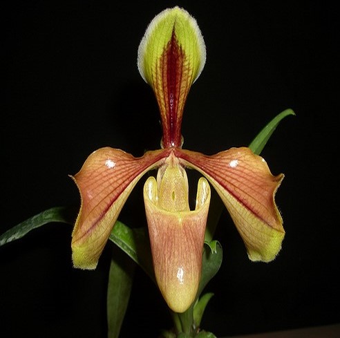 Orquídea Paphiopedilum villosum