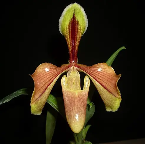 Orquídea Paphiopedilum villosum