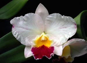 ¿Sabías que las orquídeas también duermen?