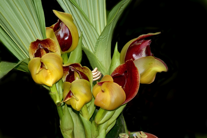 Orquídea tulipán (Anguloa brevilabris)