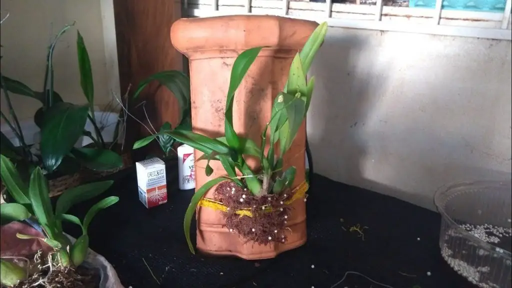 Baldosas de cerámica con orquídeas