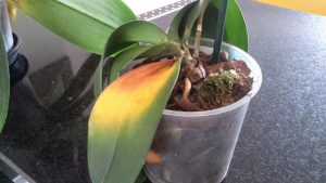 Técnica para salvar plantas e orquídeas com folhas murchas ou amareladas