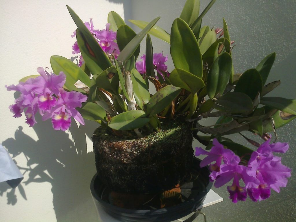 Orquídeas-en-Faxins-2