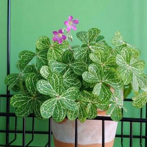 aprende a cultivar falso trébol (Oxalis Corymbosa 'Aureo-Reticulata')