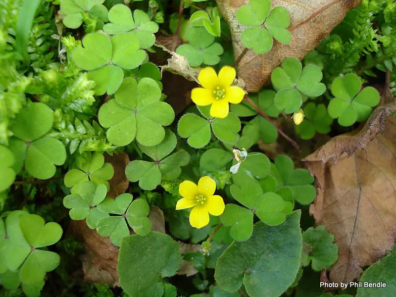 oxalis corniculata