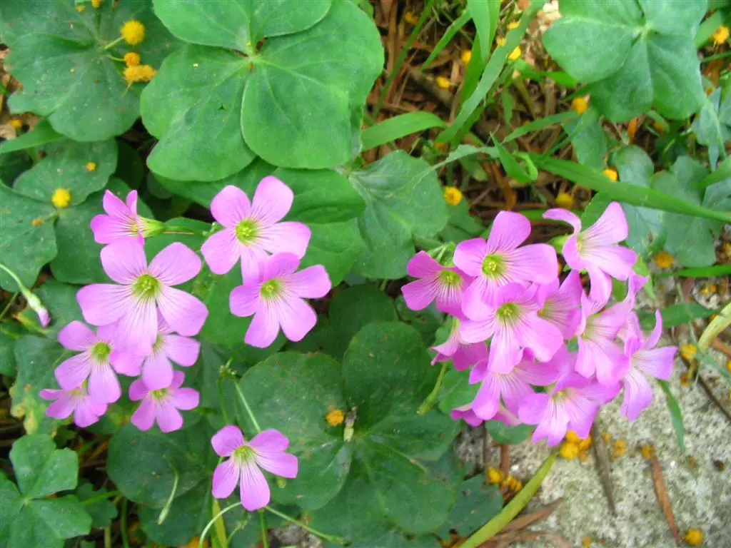 Oxalis debilis var.  corymbosa (medio)