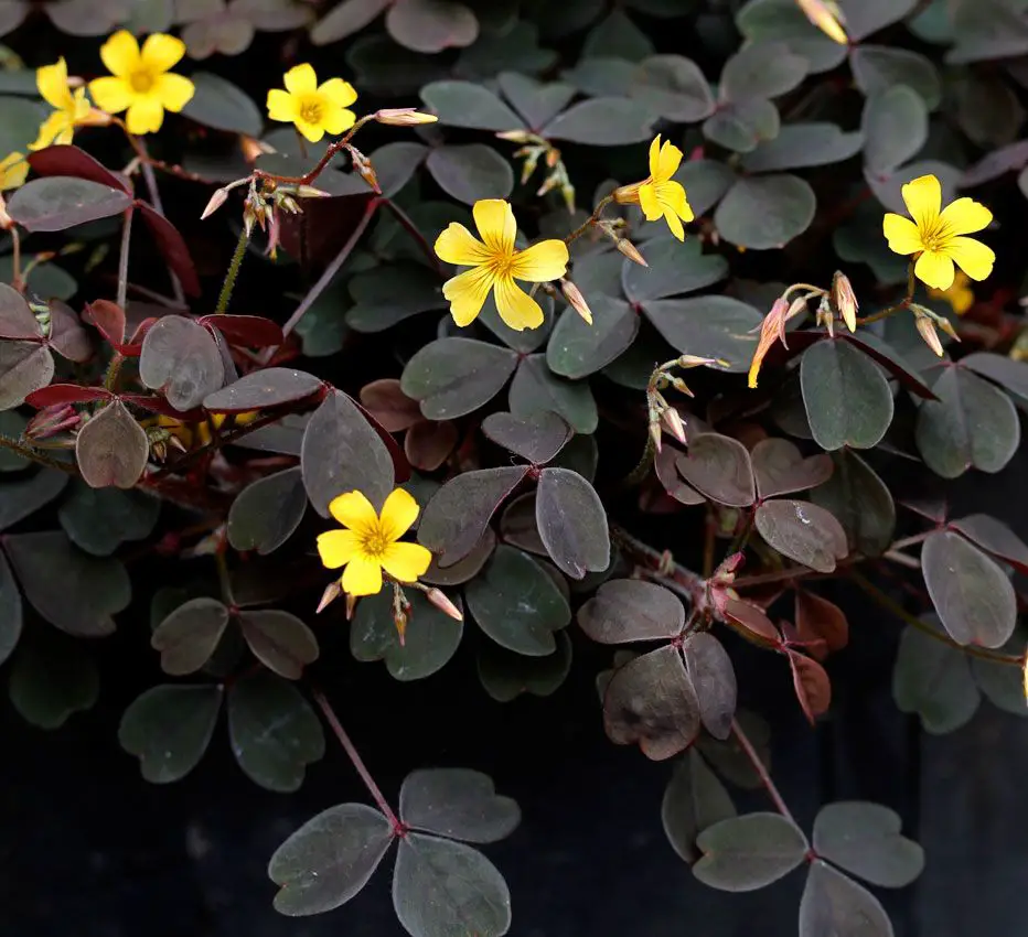 Oxalis spiralis vulcanicola-5