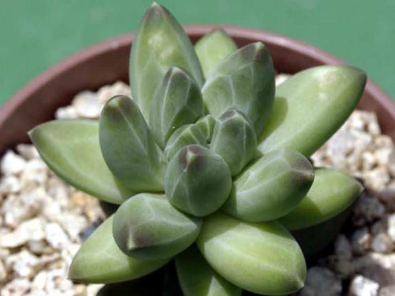pachyphytum compactum