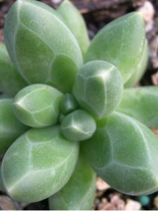 Características de la planta de diamante (Pachyphytum compactum)