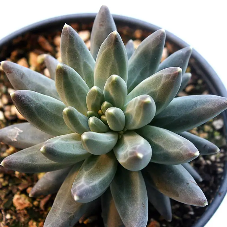 pachyphytum compactum 